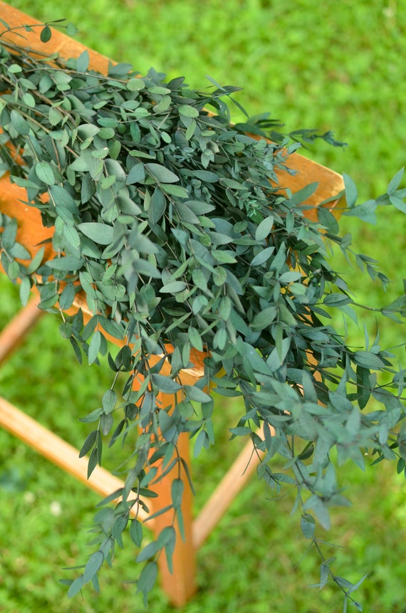Preserved Teardrop Eucalyptus, Small Leaf Greenery, Eucalyptus for  Bouquets, Eucalyptus for Vase, Greenery for Bouquets, Dried Eucalyptus 