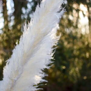 May include: Close-up of a fluffy, white pampas grass plume. The feathery texture is illuminated by sunlight, creating a soft, ethereal effect. The background is blurred, with hints of green foliage and sunlight.