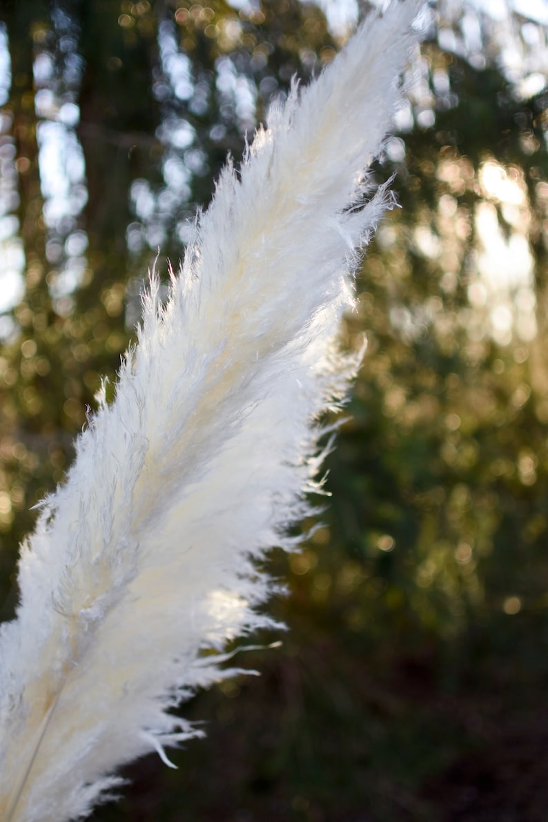 May include: Close-up of a fluffy, white pampas grass plume. The feathery texture is illuminated by sunlight, creating a soft, ethereal effect. The background is blurred, with hints of green foliage and sunlight.