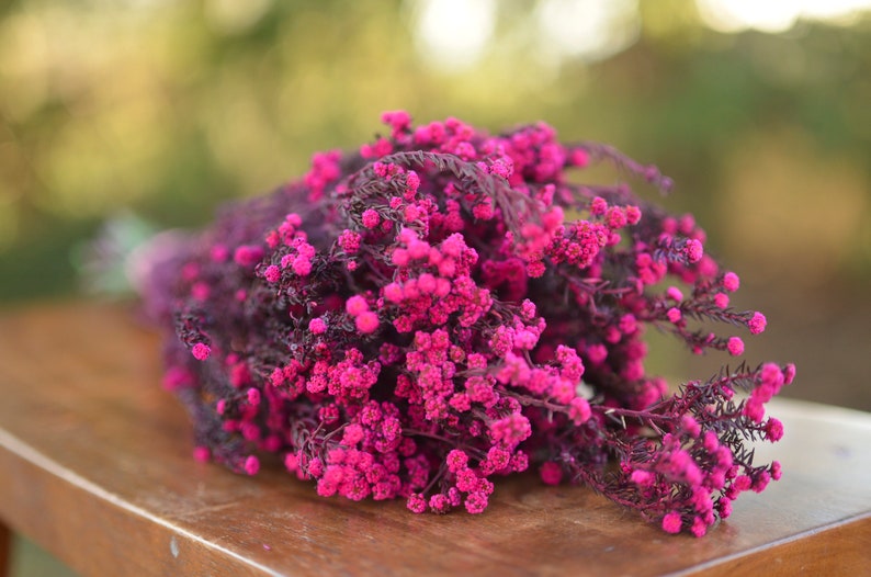 Bunch of preserved raspberry pink phylica, preserved dark pink flowers, small pink dried flowers, pink wedding flowers, fuschia flowers image 8