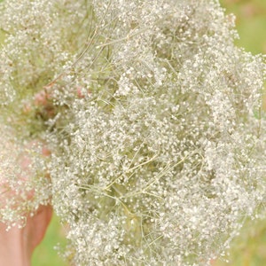 Natural dried baby's breath, unbleached baby's breath, silver flowers, gray flowers, filler dried flowers, dried gypsophilia, dried flowers image 10