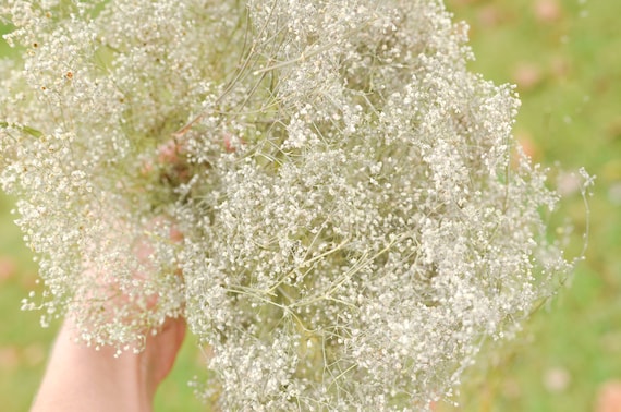 Dried Babys Breath (Dried Gypsophila) Natural Brown Color