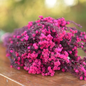 Bunch of preserved raspberry pink phylica, preserved dark pink flowers, small pink dried flowers, pink wedding flowers, fuschia flowers image 7