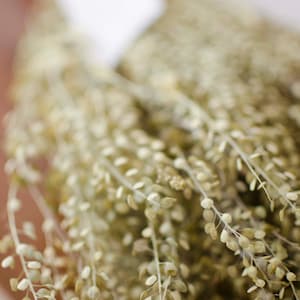 Dried pepper grass, lepidium, dried grass, grass bunch, green grains, green grass ,dried grains, wedding decor, do-it-yourself wedding, oats