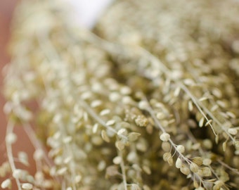 Dried Pepper Grass Bunch: Lepidium Green Grains, Wedding Decor
