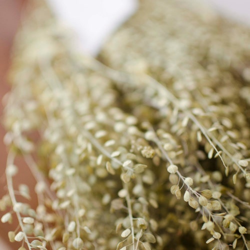 Dried Pepper Grass Bunch: Lepidium Green Grains, Wedding Decor