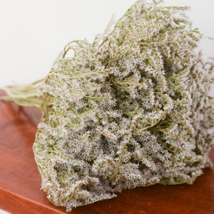 May include: A dense, dried bouquet of small, pale green and white flowers with delicate, branching stems. The cluster features numerous tiny, star-shaped blossoms tightly packed together, creating a textured, voluminous appearance throughout.