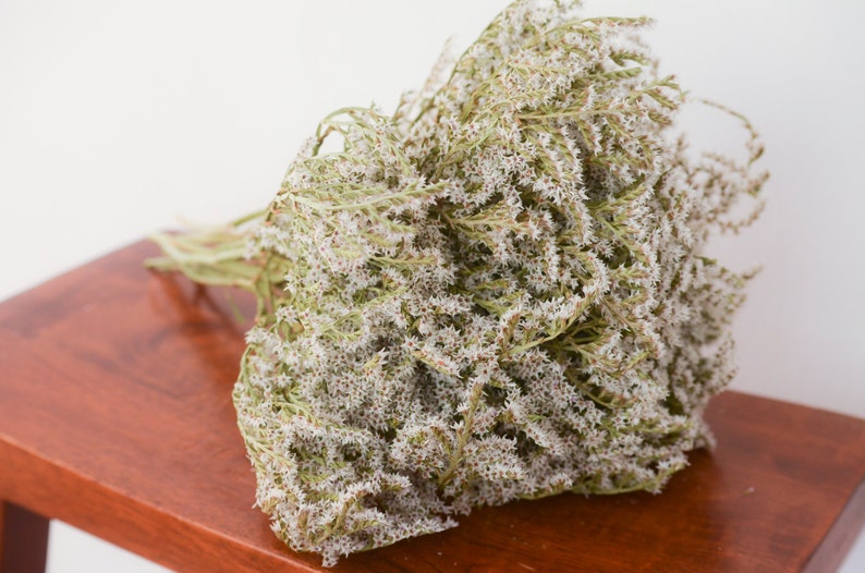 May include: A dense, dried bouquet of small, pale green and white flowers with delicate, branching stems. The cluster features numerous tiny, star-shaped blossoms tightly packed together, creating a textured, voluminous appearance throughout.