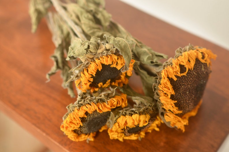 Dried Sunflowers, dried sunflower, sunflower dried, sunflower wedding decor, fall wedding, yellow dried flowers image 3