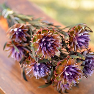 Purple Preserved Orchid Plumosum: Wedding Flowers, 7-8 Stems image 6