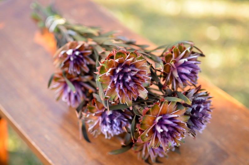 Purple Preserved Orchid Plumosum: Wedding Flowers, 7-8 Stems image 6