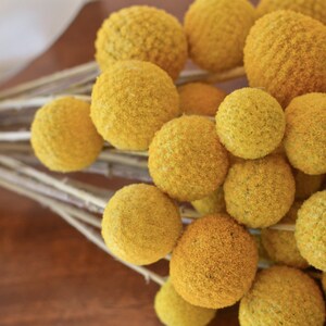 Dried billy balls, craspedia, Bunch of craspedia, dried yellow flowers, Billy buttons, baby shower flowers image 7