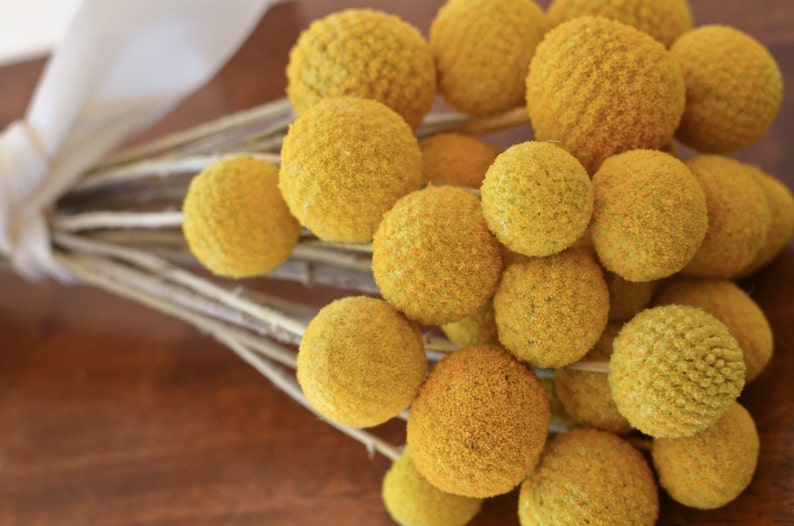 Dried billy balls, craspedia, Bunch of craspedia, dried yellow flowers, Billy buttons, baby shower flowers image 7