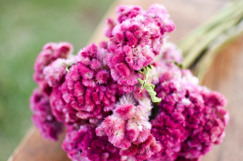 Bunch of Rose Pink Celosia Dark Pink Dried Flowers Etsy