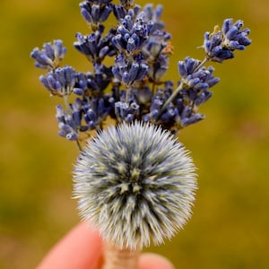 Dried echinops, natural thistle flower, dried globe thistle, dusty blue flowers, light blue flowers for bouquet, for vase, for wedding image 10