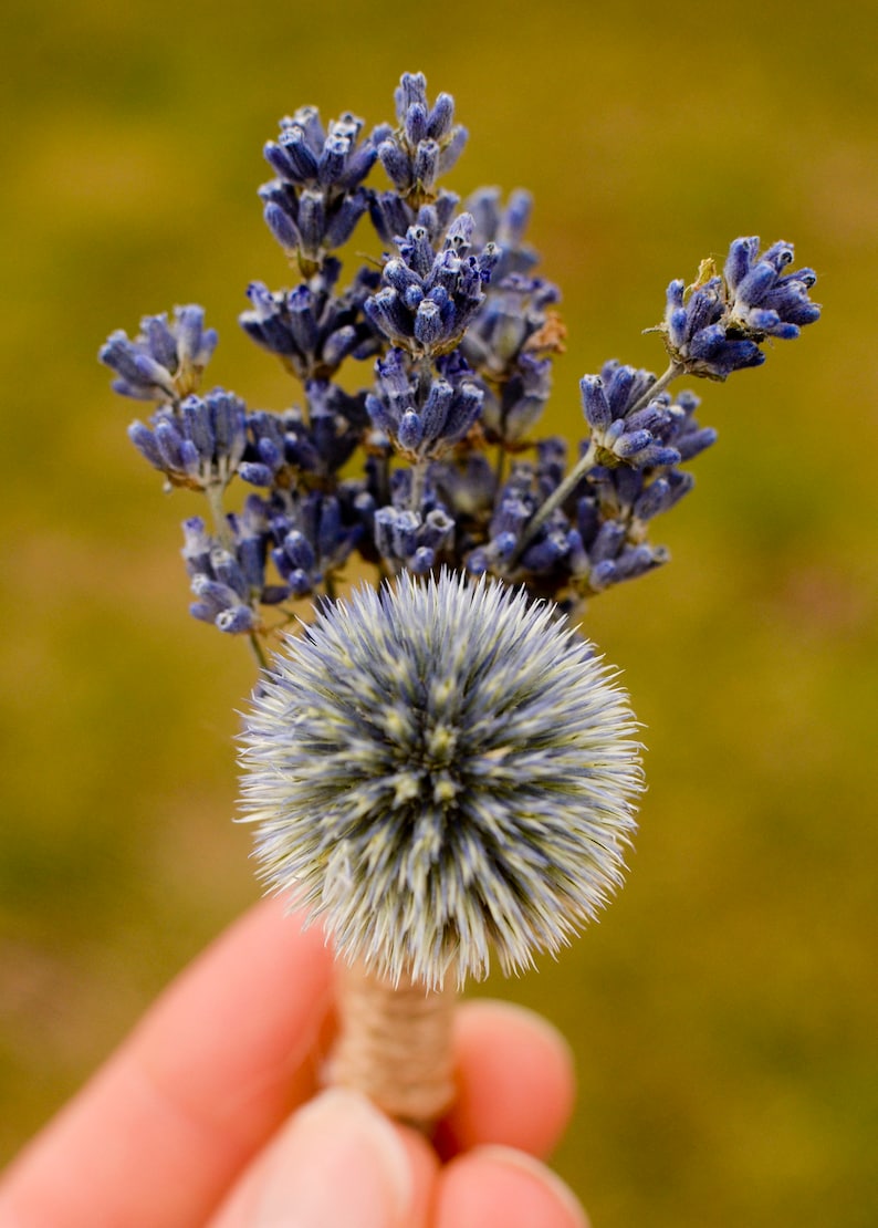 Dried echinops, natural thistle flower, dried globe thistle, dusty blue flowers, light blue flowers for bouquet, for vase, for wedding image 10