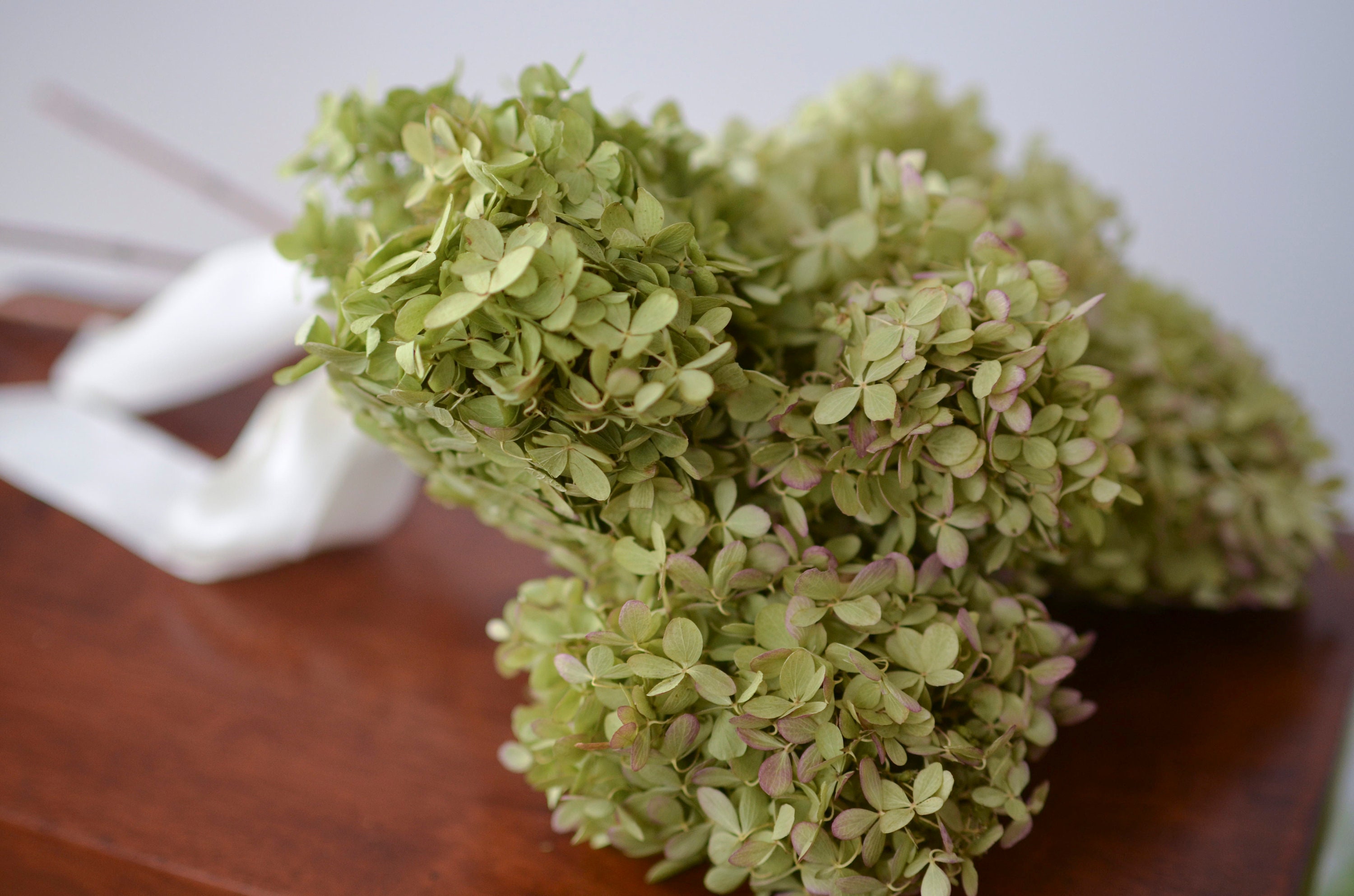 Dried Hydrangea, Natural Green