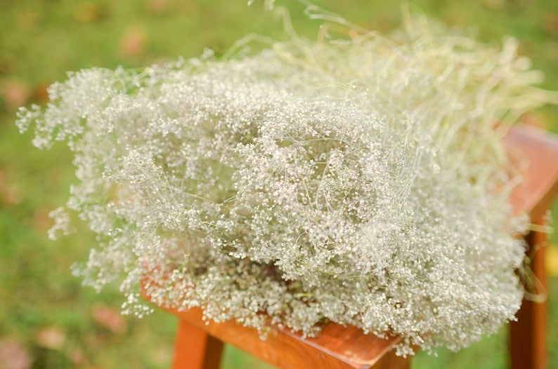 Natural dried baby's breath, unbleached baby's breath, silver flowers, gray flowers, filler dried flowers, dried gypsophilia, dried flowers image 4