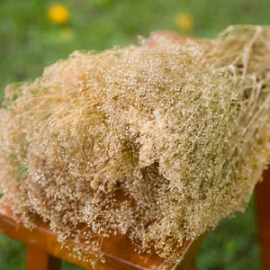 Natural preserved baby's breath bunch, straw colored baby's breath, unbleached baby's breath, natural gypsophilia, preserved gypsophilia