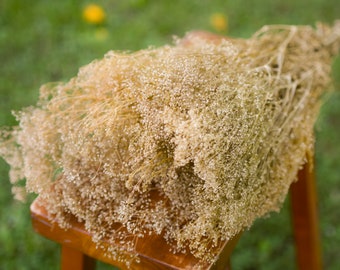 Natural Preserved Baby&#39;s Breath Bunch: Straw Colored Gypsophilia