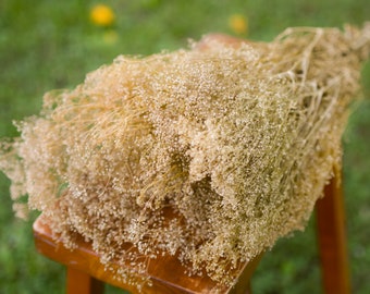 Natural preserved baby's breath bunch, straw colored baby's breath, unbleached baby's breath, natural gypsophilia, preserved gypsophilia