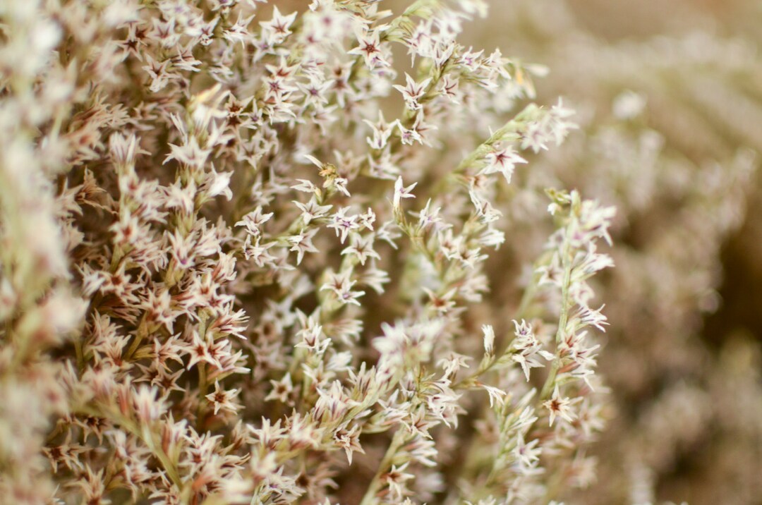 Bulk Dried German Statice, White Dried Statice, German Statice, White