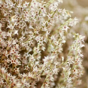 May include: Close-up of dried floral arrangement. The image features a collection of small, star-shaped white flowers with burgundy centers. The flowers are clustered together on thin, beige stems, creating a textured, natural aesthetic.