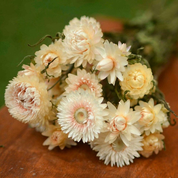 Dried Flowers Bulk Etsy