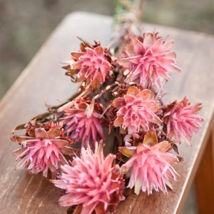 Pink punch plumosum, midge-orchids, pink preserved flowers, pink flowers for vase, pink flowers for arrangements image 4