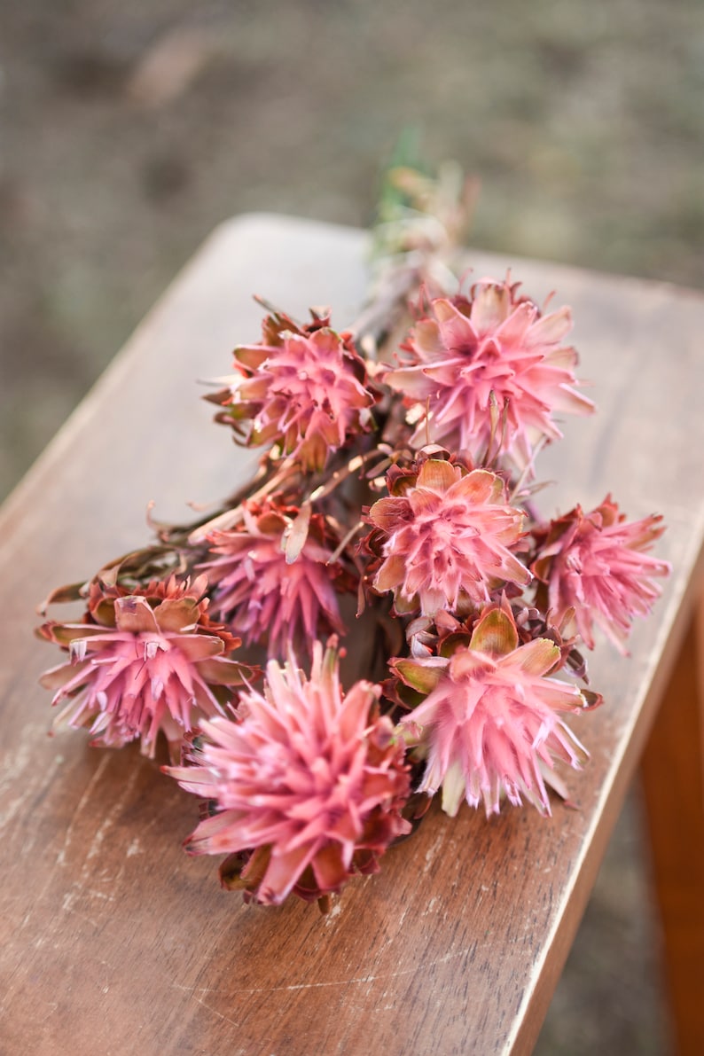 Pink punch plumosum, midge-orchids, pink preserved flowers, pink flowers for vase, pink flowers for arrangements image 4