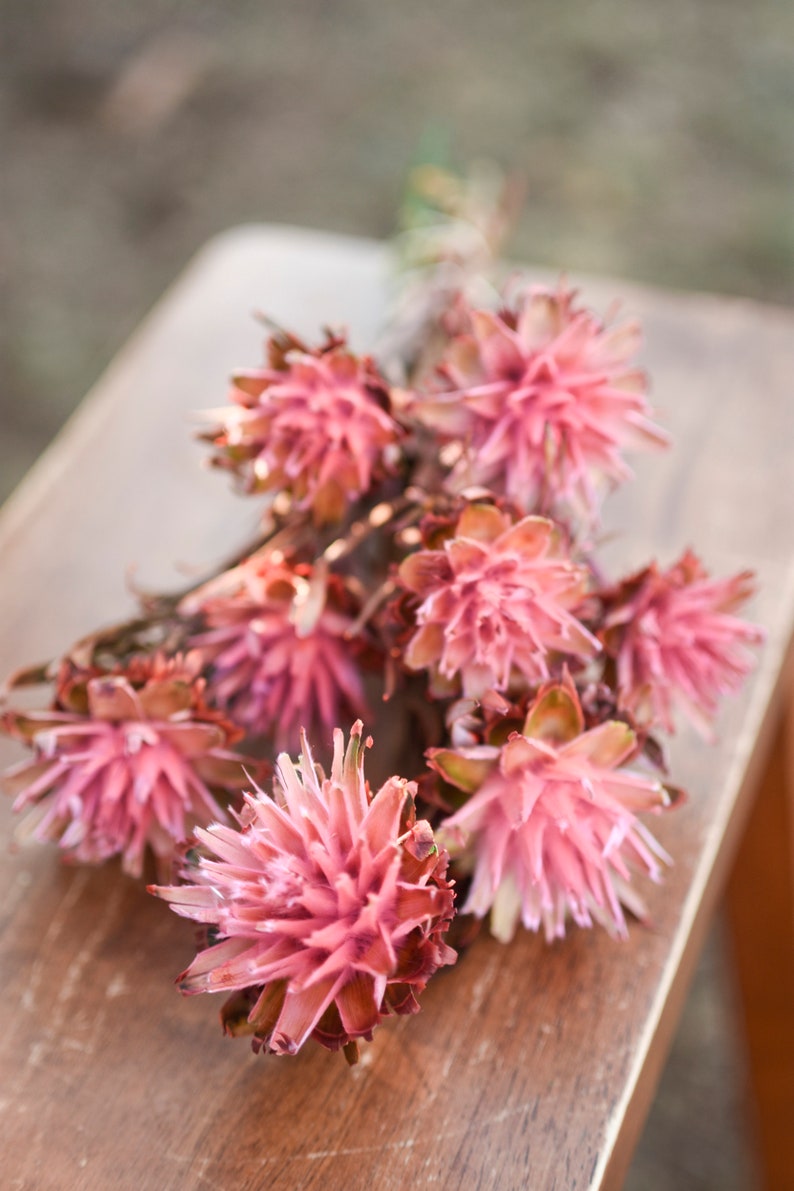 Pink punch plumosum, midge-orchids, pink preserved flowers, pink flowers for vase, pink flowers for arrangements image 5