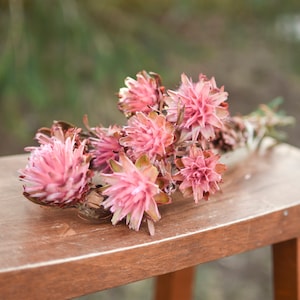 Pink punch plumosum, midge-orchids, pink preserved flowers, pink flowers for vase, pink flowers for arrangements image 1