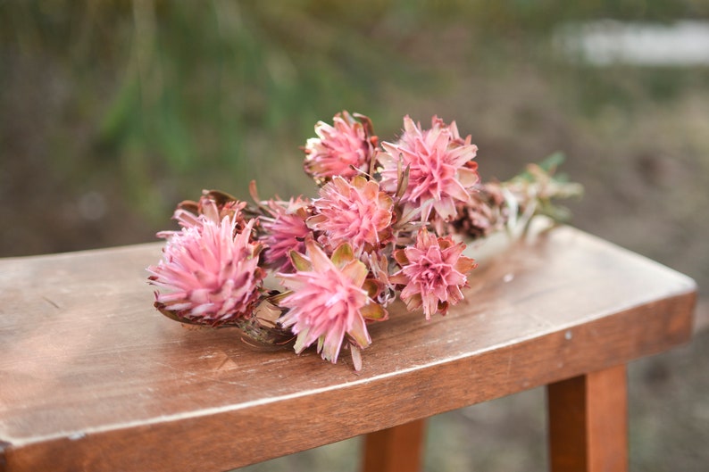 Pink punch plumosum, midge-orchids, pink preserved flowers, pink flowers for vase, pink flowers for arrangements image 1