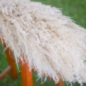 May include: A bunch of dried pampas grass with long, feathery plumes in a light beige color. The grass is arranged on a wooden surface.