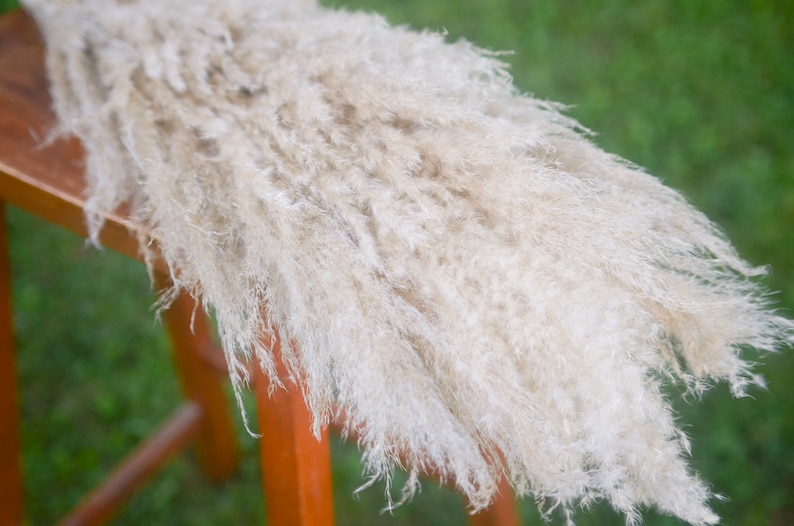 May include: A bunch of dried pampas grass with long, feathery plumes in a light beige color. The grass is arranged on a wooden surface.