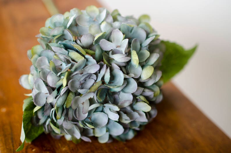 May include: A close-up of a blue and green hydrangea flower. The flower has many small petals and is surrounded by green leaves. The flower is on a wooden surface.