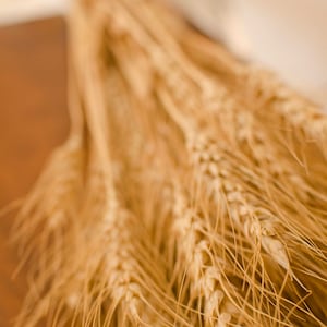 Dried Bearded Wheat Bundle, dried wheat, golden wheat, wheat bunch, wheat bundle, dried grains, green wheat, green grains image 2