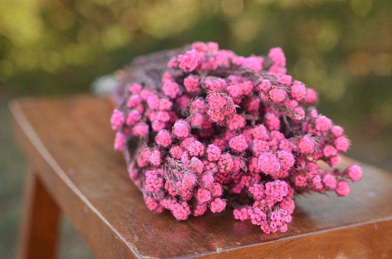small pink dried flowers pink wedding flowers preserved pink flowers spring wedding flowers Bunch of preserved pink cotton phyllica
