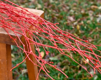 Könnte beinhalten: Ein Bund roter Zweiglein, die auf einem Holzhocker angeordnet sind. Die Zweige sind dünn und haben ein natürliches, rustikales Aussehen. Der Hintergrund ist ein verschwommenes Bild von grünem Gras und heruntergefallenen Blättern.