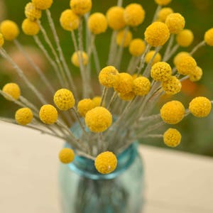 Dried billy balls, craspedia, Bunch of craspedia, dried yellow flowers, Billy buttons, baby shower flowers image 6