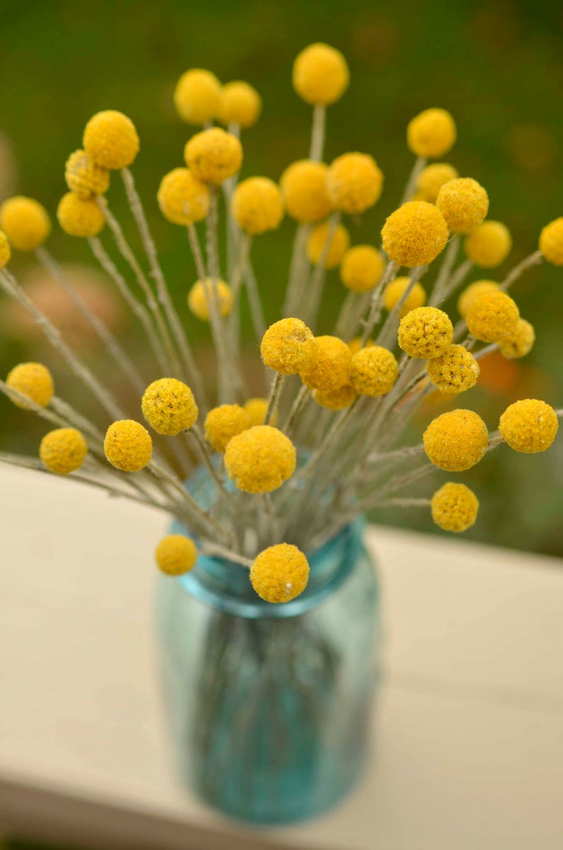 Dried billy balls, craspedia, Bunch of craspedia, dried yellow flowers, Billy buttons, baby shower flowers image 6