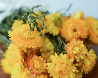 Bunch of Yellow Strawflowers, Dried Strawflowers, Yellow Dried decor, modern decor, modern wedding, wedding decor