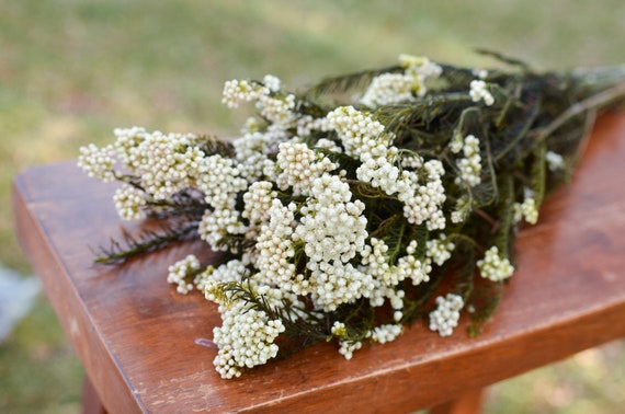 Rice flower