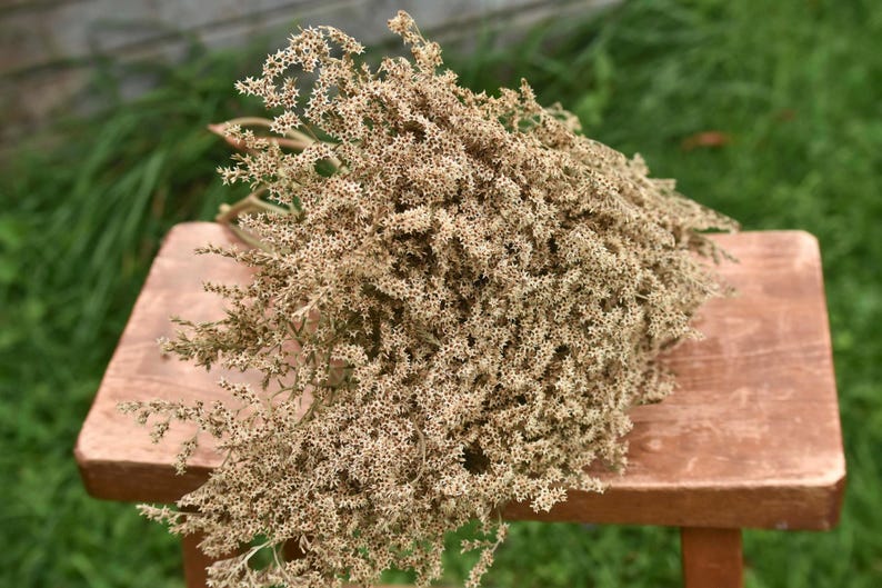 May include: A dense, dried bouquet of small, star-shaped beige flowers with intricate, branching stems. The cluster of dried botanical elements features a light tan and cream colour palette, showcasing a textured, airy appearance with numerous tiny florets.