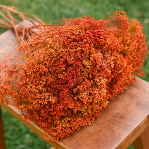 Preserved autumn orange broom bloom, fall flowers, orange flowers, wedding flowers, filler, dried flower filler, orange dried flowers