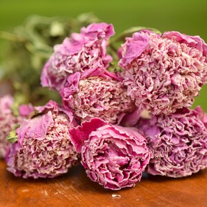 Dried peony bunch Dried peonies for weddings dried flowers for vase dried peony bouquet rose substitute peonies pink peony Medium Pink