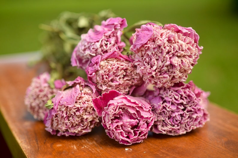 Dried peony bunch Dried peonies for weddings dried flowers for vase dried peony bouquet rose substitute peonies pink peony Medium Pink