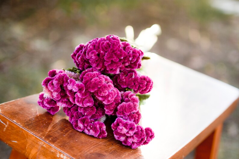 Bunch of rose pink celosia dark pink dried flowers Etsy