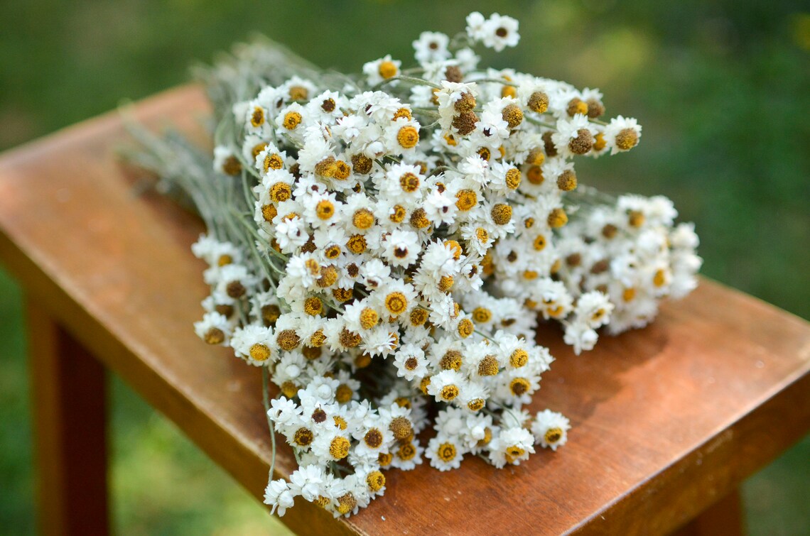 Dried ammobium bunch mini daisies everlasting dried flowers Etsy