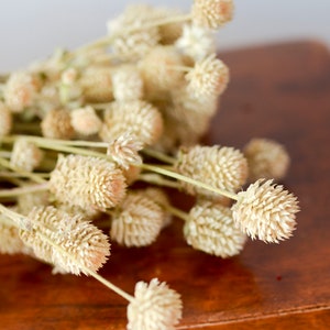 K&ouml;nnte beinhalten: Ein Strau&szlig; getrockneter, cremefarbener Blumen mit flauschigen, runden K&ouml;pfen, die auf einer Holzoberfl&auml;che angeordnet sind.